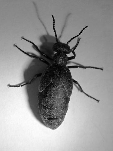 Meloe vandykei