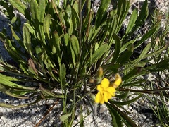 Goodenia decurrens