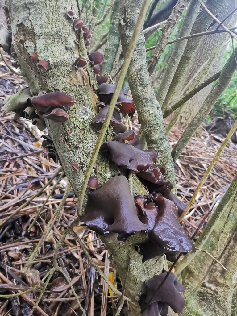 Ear fungus from Arch Hill on March 04, 2021 at 0153 PM by Kizzie