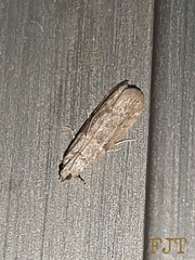 Pyralidae