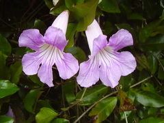 Bignonia callistegioides