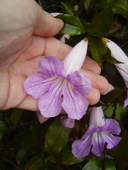 Bignonia callistegioides