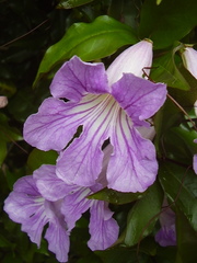 Bignonia callistegioides