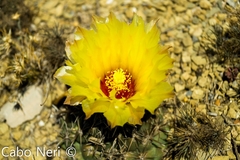 Coryphantha salinensis