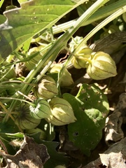 Physalis acutifolia