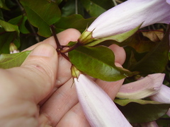 Bignonia callistegioides