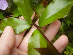 Bignonia callistegioides