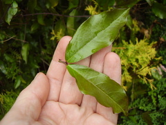 Bignonia callistegioides