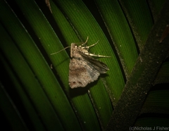 Lithilaria proestans