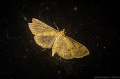 Cotachena aluensis