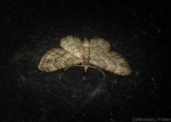 Chloroclystis mniochroa