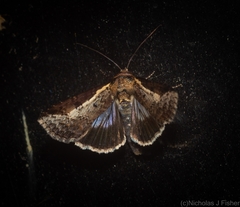 Lophoptera vittigera