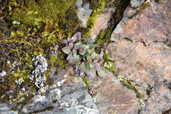 Erythranthe alsinoides