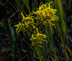 Cyrtochilum pardinum