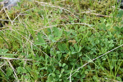Trifolium willdenovii