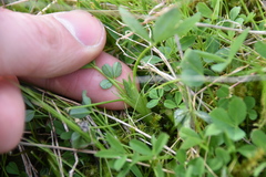 Trifolium willdenovii