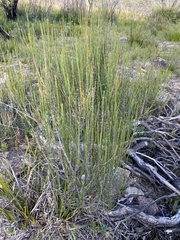 Allocasuarina nana
