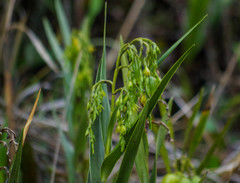 Epidendrum frutex