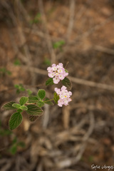 Lippia palmeri