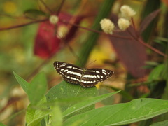 Neptis hylas