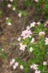 Lippia palmeri
