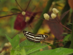 Neptis hylas