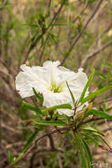 Ipomoea seaania