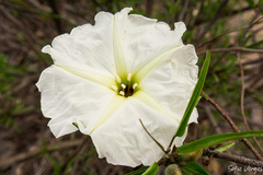 Ipomoea seaania