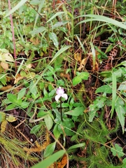 Disperis virginalis