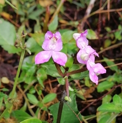Disperis virginalis