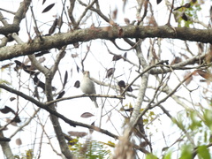 Peltophorum pterocarpum