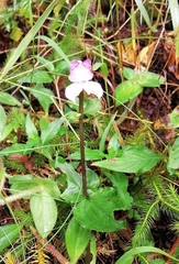 Disperis virginalis