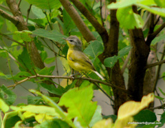 Phylloscopus xanthoschistos