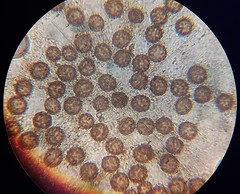 Scleroderma flavidum macrosporum