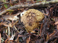 Scleroderma flavidum macrosporum