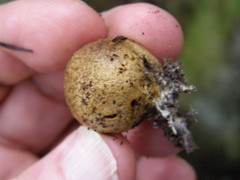 Scleroderma flavidum macrosporum