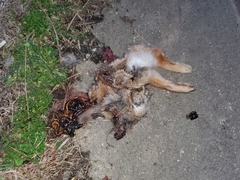 Sylvilagus floridanus