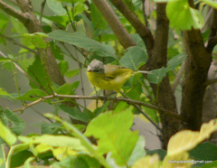 Phylloscopus xanthoschistos