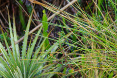 Baccharis genistelloides