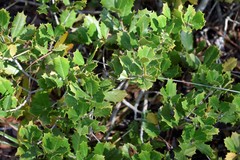 Ilex opaca arenicola