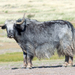 氂牛 犛牛 牦牛 - Photo (c) Sergey Pisarevskiy，保留部份權利CC BY-NC-SA