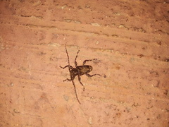 Oreodera brailovskyi