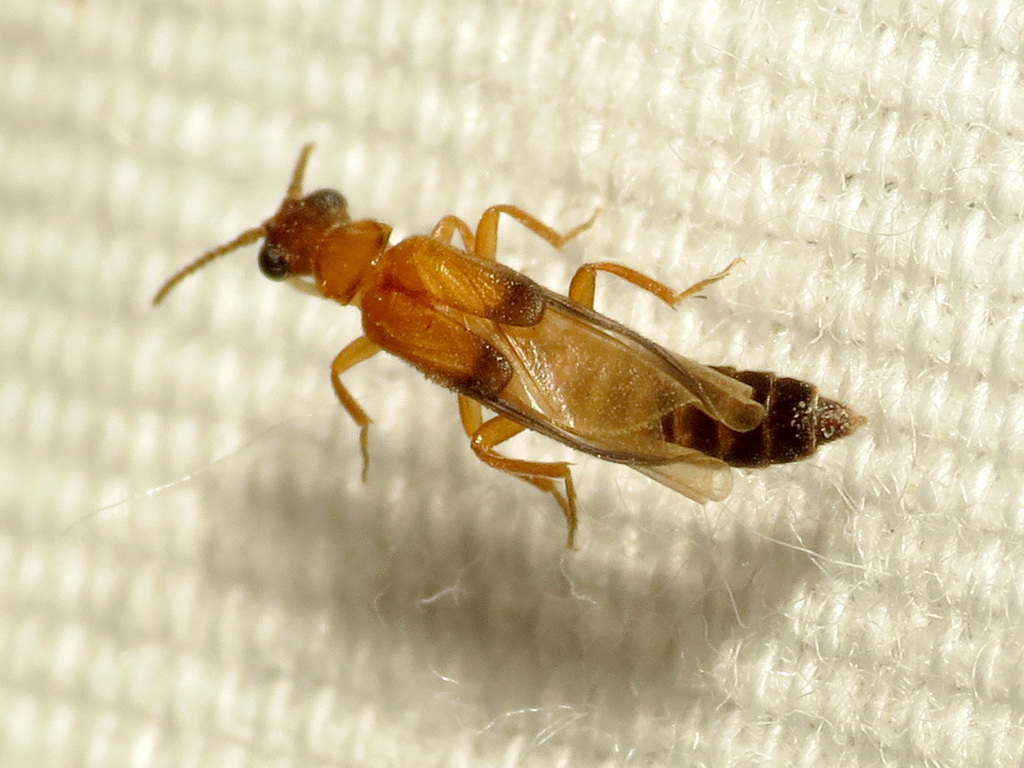 Telegeusis nubifer