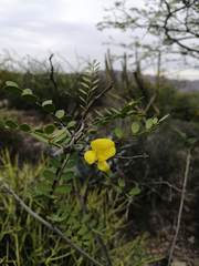 Diphysa occidentalis