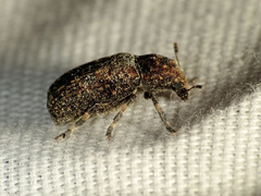 Euparius subtesselatus