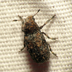 Euparius subtesselatus