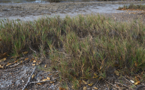 Sporobolus virginicus observed 2020-11-28