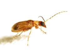 Metrioidea