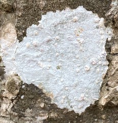 Phlyctis boliviensis