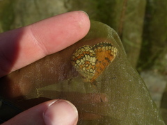 Melitaea deione